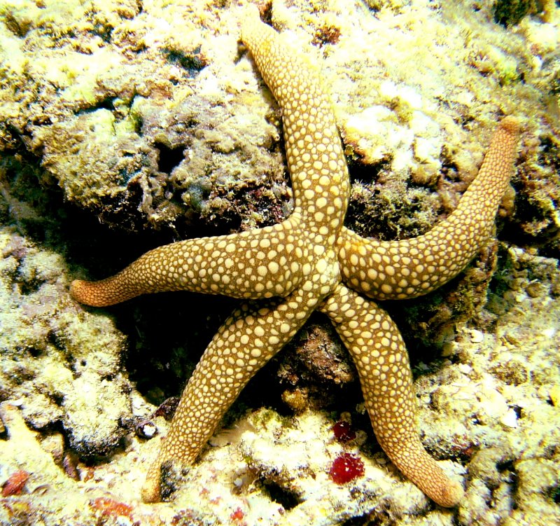 {short description of image}