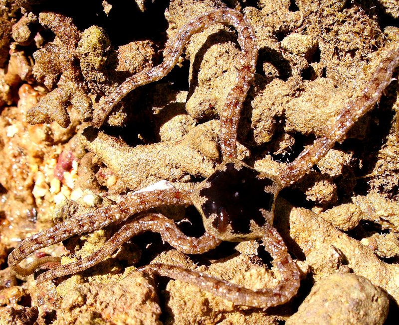 {short description of image}