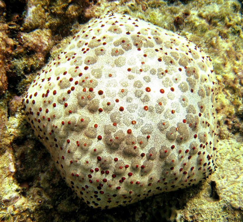 {short description of image}