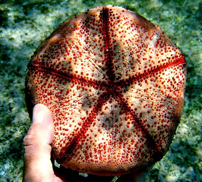 {short description of image}