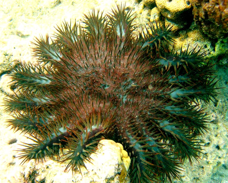 {short description of image}