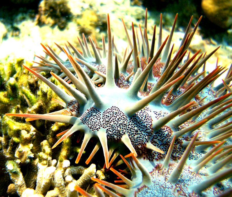 {short description of image}