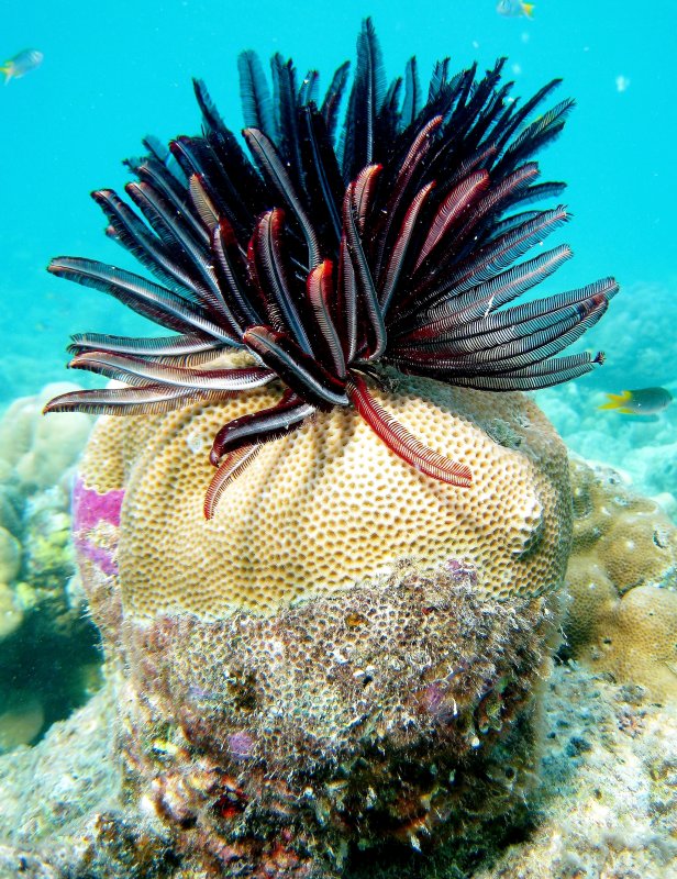 {short description of image}