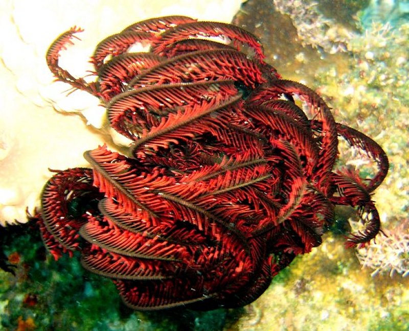 {short description of image}