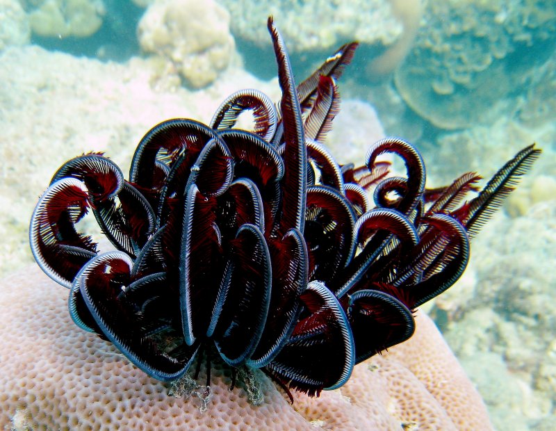 {short description of image}