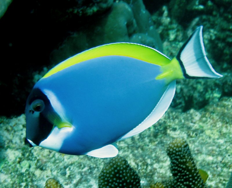 {short description of image}