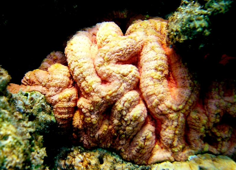 {short description of image}