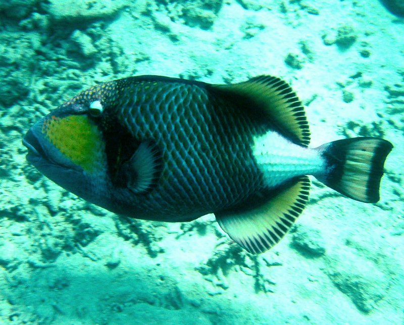 {short description of image}