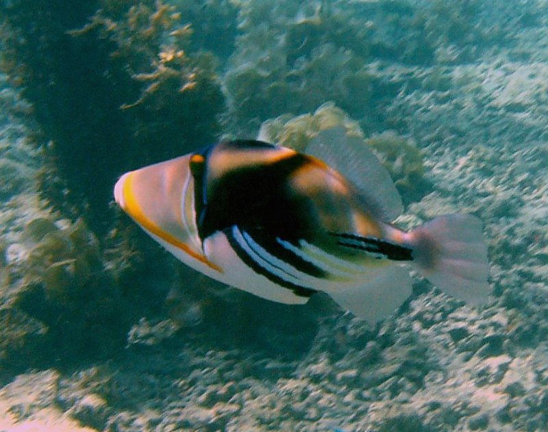 {short description of image}