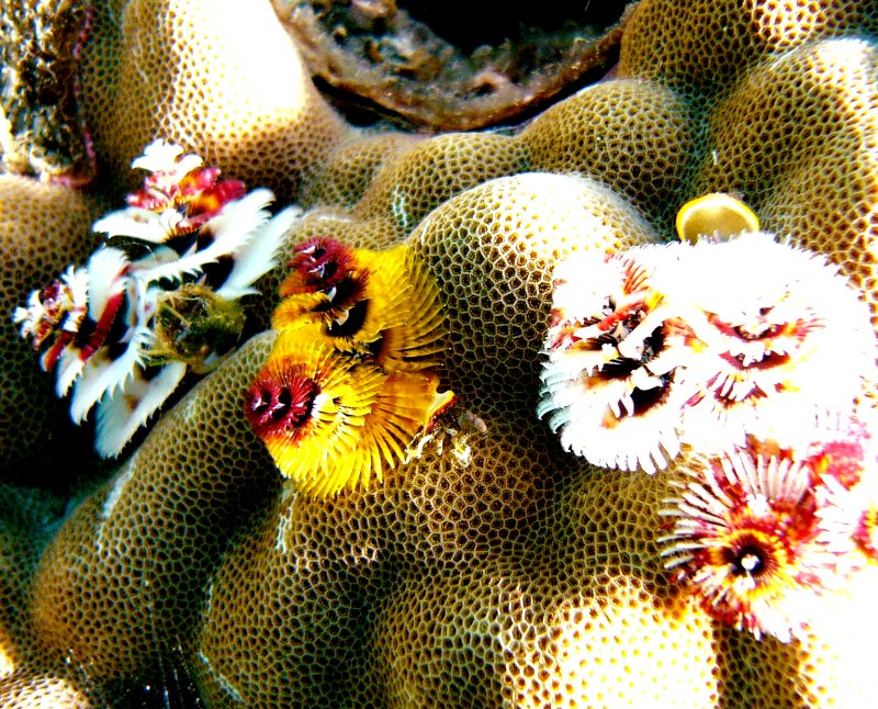 {short description of image}