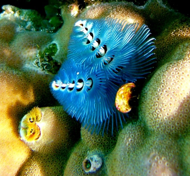 {short description of image}