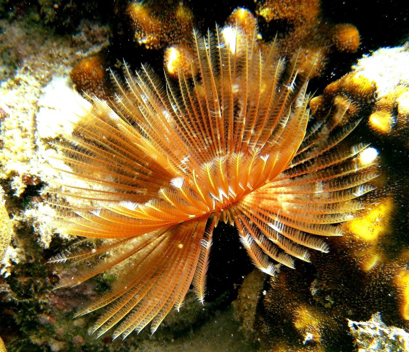 {short description of image}