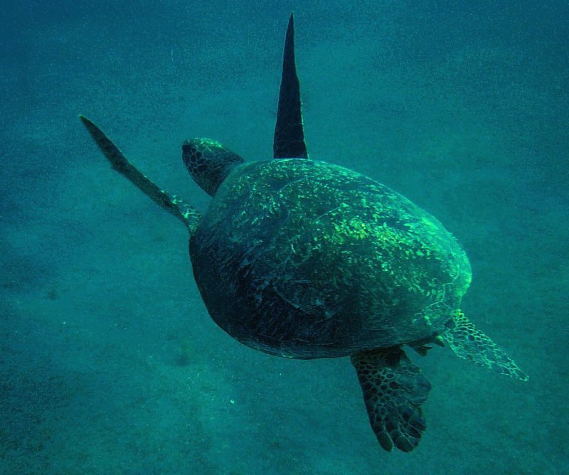 {short description of image}