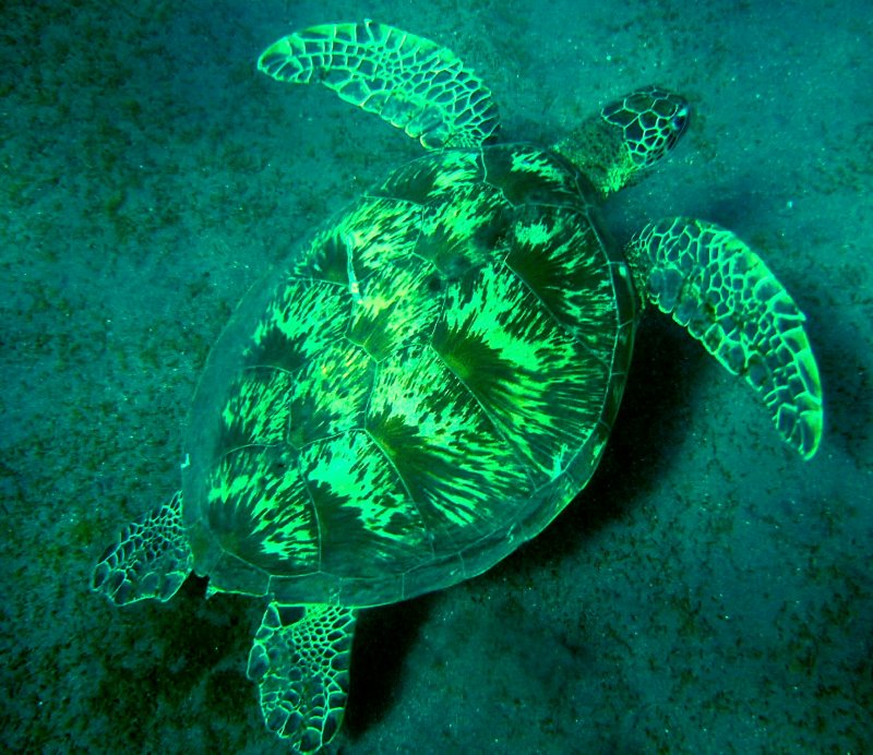 {short description of image}