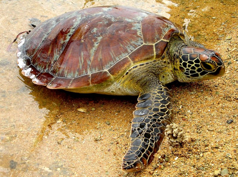 {short description of image}