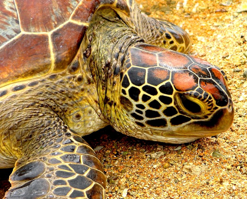 {short description of image}