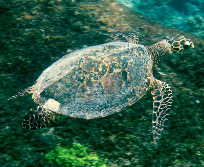 {short description of image}