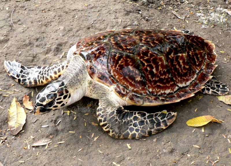 {short description of image}