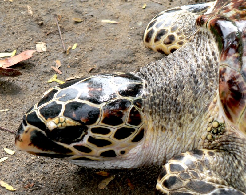 {short description of image}