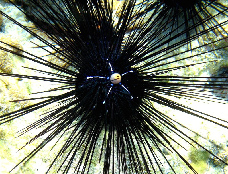 {short description of image}