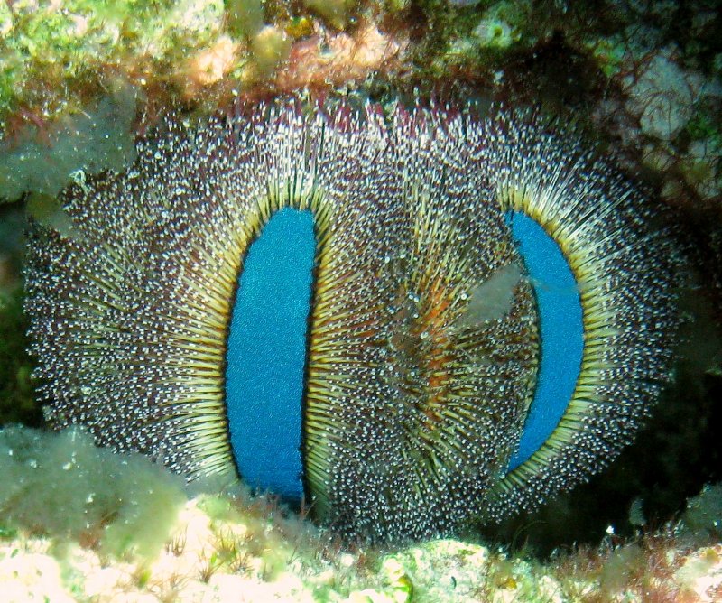 {short description of image}