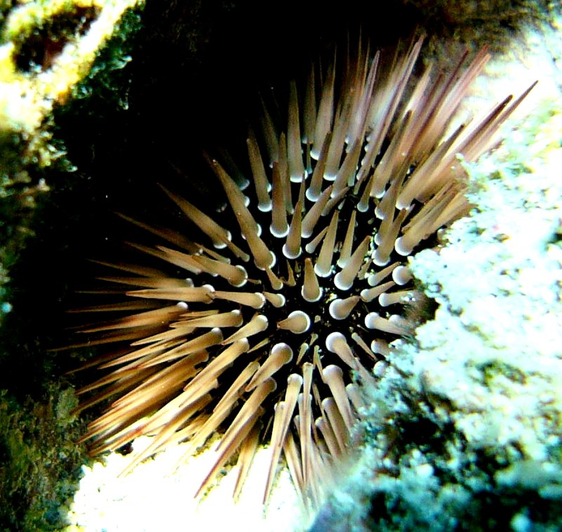 {short description of image}