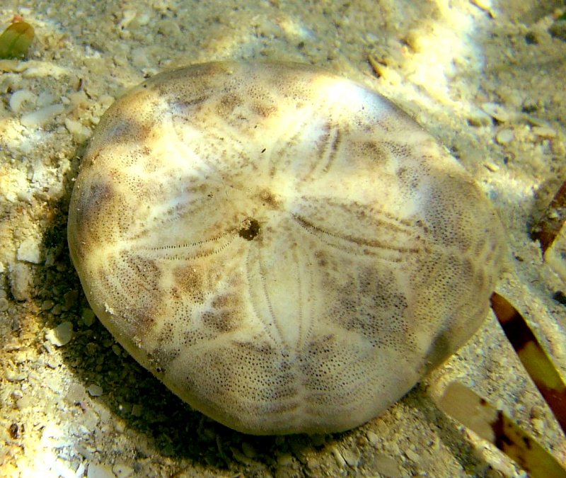 {short description of image}