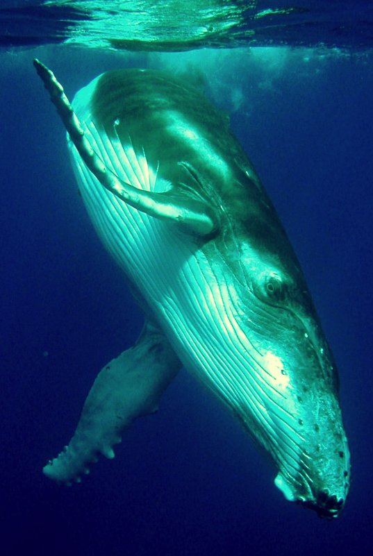 {short description of image}