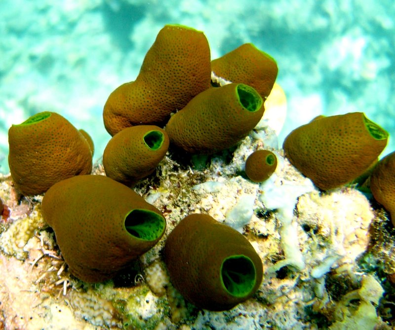 {short description of image}